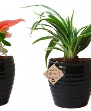 Air Purifying Plants Combo of Black Syngonium Mini & Spider Indoor Plant with Pot