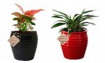 Air Purifying Plants Combo of Black Syngonium Mini & Red Spider Indoor Plant with Pot