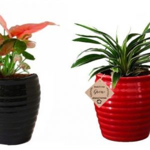 Air Purifying Plants Combo of Black Syngonium Mini & Red Spider Indoor Plant with Pot
