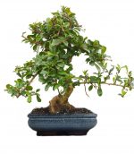 carmona bonsai tree