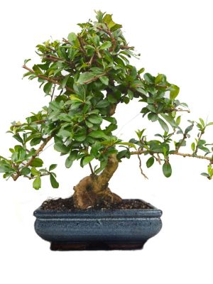 carmona bonsai tree
