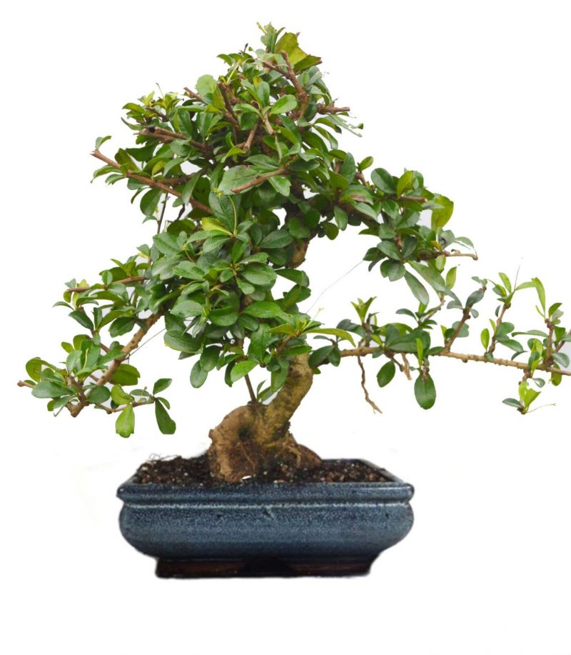 carmona bonsai tree