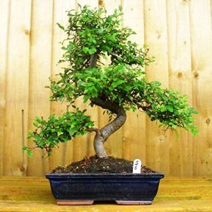 chinese elm bonsai