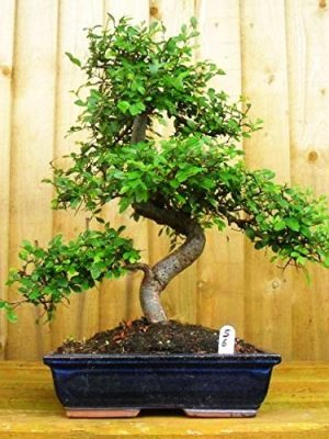 chinese elm bonsai