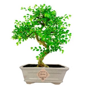 Chinese Elm Bonsai Plant 5 years 25 cm