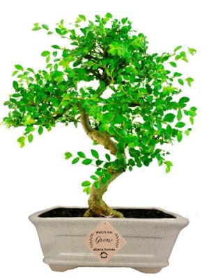 Chinese Elm Bonsai Plant 5 years 25 cm