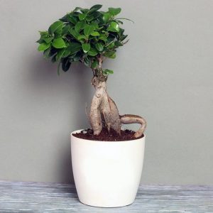 Ficus