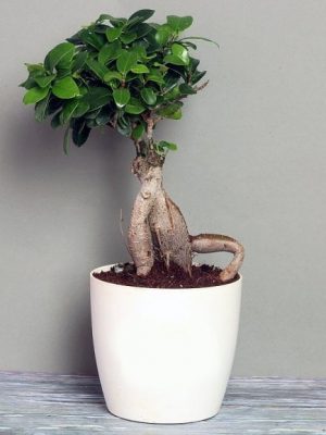 Ficus