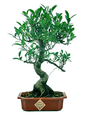 Ficus Bonsai Plant Arial Roots