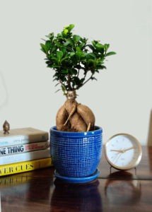 grafted ficus bonsai tree