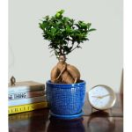 Ficus Bonsai Plant 20cm in Table Top Tray Pot