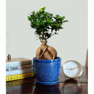 Ficus Bonsai Plant 20cm in Table Top Tray Pot