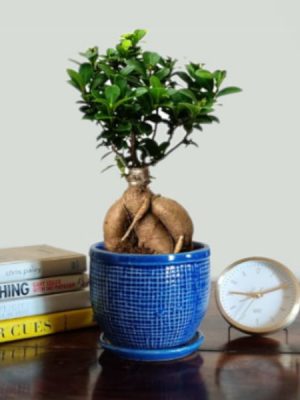 Ficus Bonsai Plant 20cm in Table Top Tray Pot