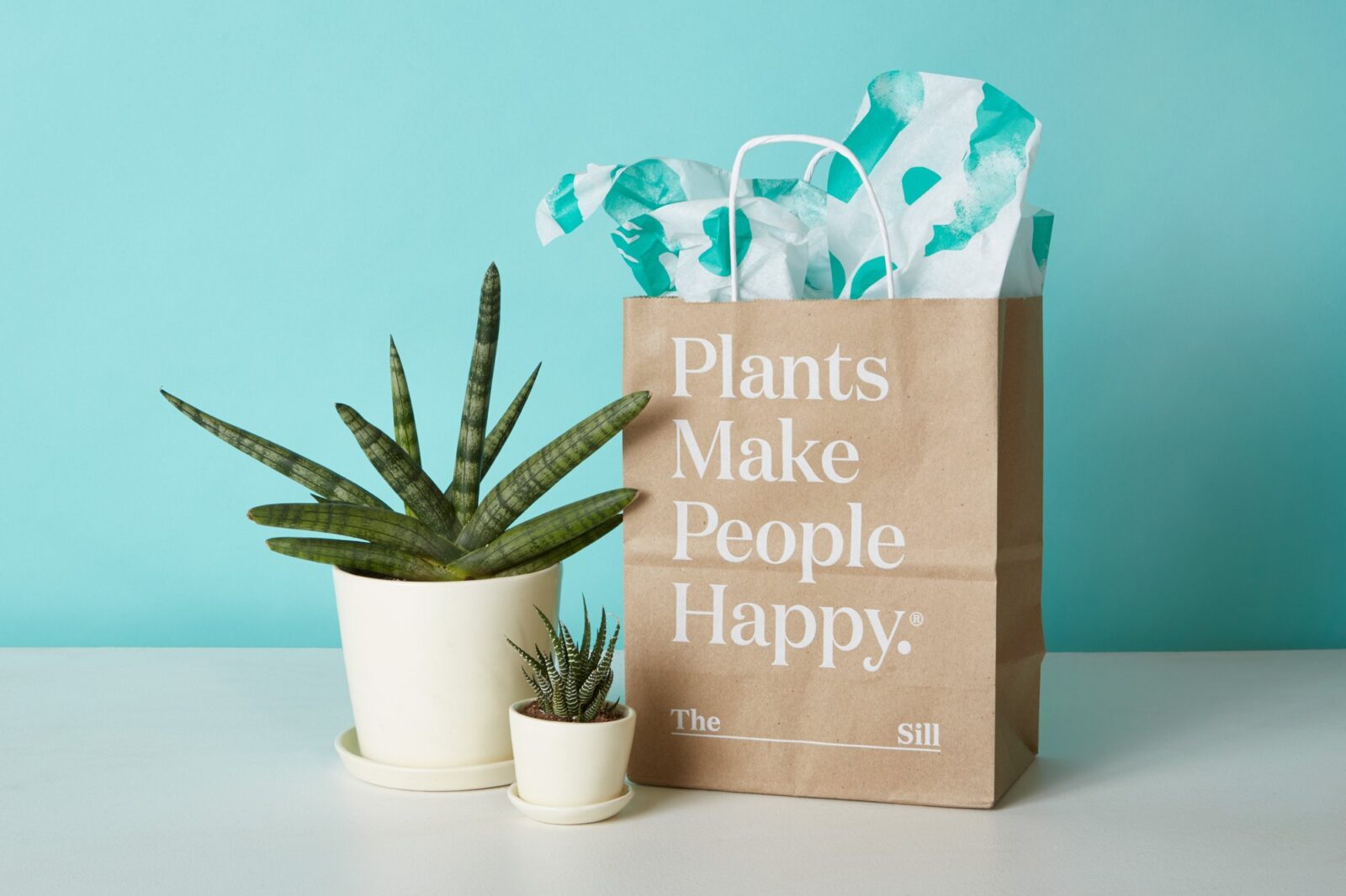 indoor Plants