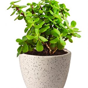 Good Luck Jade Plant in Ceramic Pot Valentine Gift