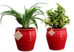 Good Luck Plant Jade in Beautiful Red Pot (Combo of 2)