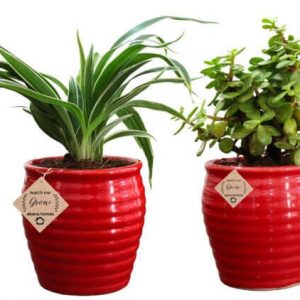Good Luck Plant Jade in Beautiful Red Pot (Combo of 2)
