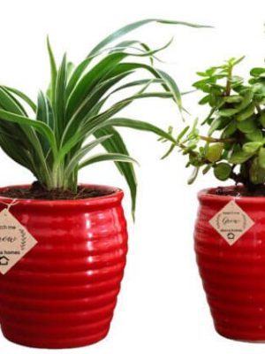 Good Luck Plant Jade in Beautiful Red Pot (Combo of 2)