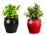 Good Luck Plant Jade  in Beautiful Black & Red Pot (Combo of 2)