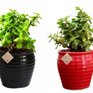 Good Luck Plant Jade  in Beautiful Black & Red Pot (Combo of 2)