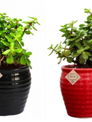 Good Luck Plant Jade in Beautiful Black & Red Pot (Combo of 2)