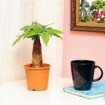 luck pachira money tree