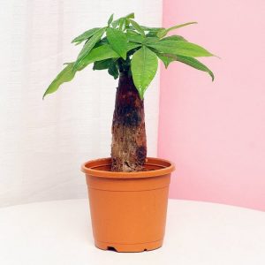 Pachira Bonsai Tree In Growing Pot