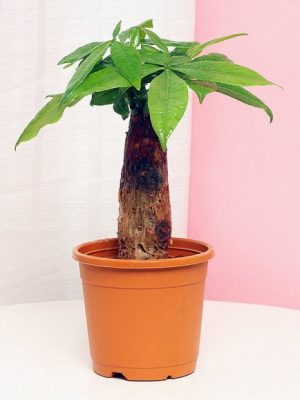 Pachira Bonsai Tree In Growing Pot