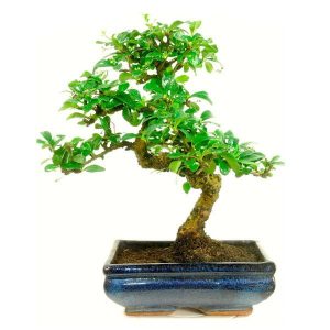 Carmona Flowering Bonsai Tree 5 Years 30 CM in Ceramic Bonsai Pot | Bonsai Plant