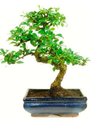 Carmona Flowering Bonsai Tree 5 Years 30 CM in Ceramic Bonsai Pot | Bonsai Plant