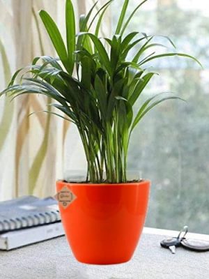 Air Purifying Plants