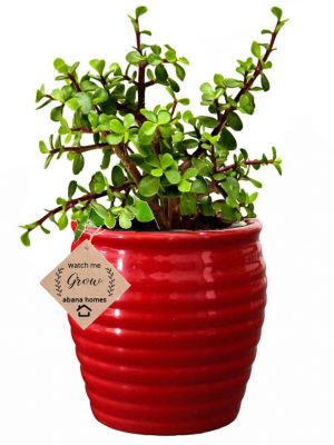 Jade Plant