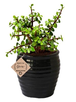 Good Luck Jade Plant in Beautiful Black Pot