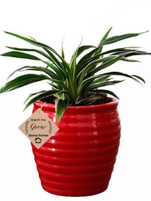 Abana Homes® Valentine Gift Spider Plant With Beautiful Red Ceramic Pot
