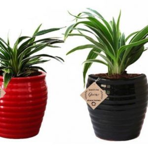 Air Purifier Spider Plant in Beautiful Red & Black Pot (Combo of 2)