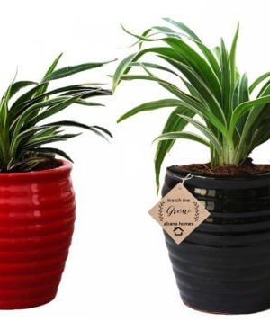 Air Purifier Spider Plant in Beautiful Red & Black Pot (Combo of 2)