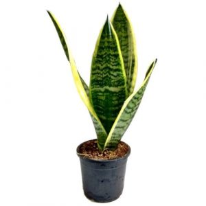 Snake Plant Air Purifying Plants