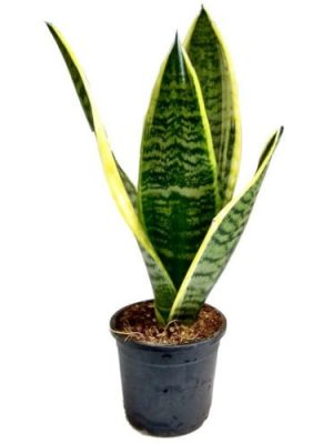 Snake Plant Air Purifying Plants