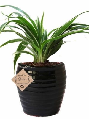 Air Purifier Spider Plant in Beautiful Black Pot
