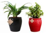 Air Purifier Plants Combo
