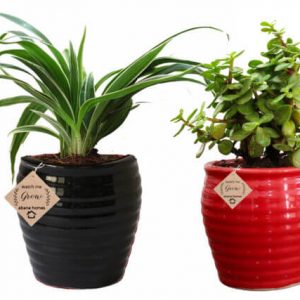 Air Purifier Plants Combo