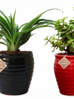 Air Purifier Plants Combo