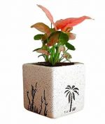 Air Purifying Plants Syngonium Mini Indoor Plant Square Pot (Copy)