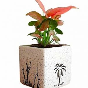 Air Purifying Plants Syngonium Mini Indoor Plant Square Pot