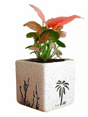 Air Purifying Plants Syngonium Mini Indoor Plant Square Pot