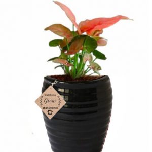 Air Purifying Plants Syngonium Mini Indoor Plant in Black Pot