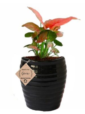 Air Purifying Plants Syngonium Mini Indoor Plant in Black Pot
