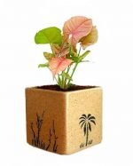 Air Purifying Plants Syngonium Mini Indoor Plant in Brown Pot