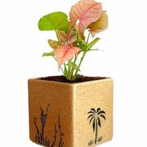 Air Purifying Plants Syngonium Mini Indoor Plant in Brown Pot