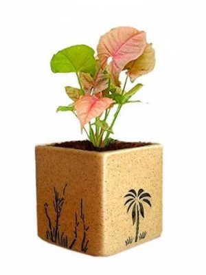 Air Purifying Plants Syngonium Mini Indoor Plant in Brown Pot